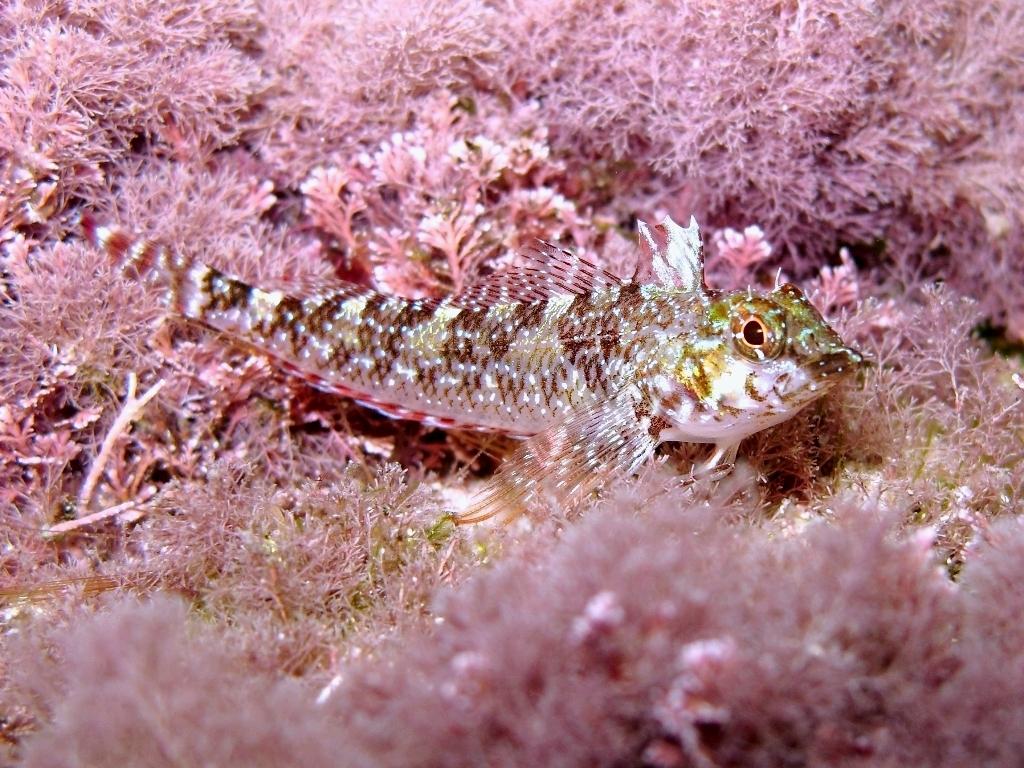 Tripterygion tartessicum(Carreras-C.,Pascual,Macpherson2007)